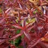Weigela 'WINGS OF FIRE' ® -  Rózsaszín virágú rózsalonc