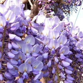   Wisteria sinensis 'PROLIFIC' - Lilaakác (kékeslila)