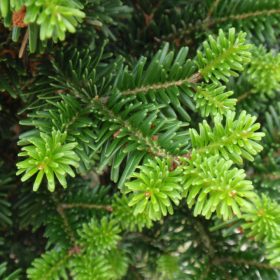   Abies alba 'PYRAMIDALIS' -  Közönséges jegenyefenyő