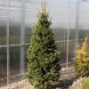 Abies alba PYRAMIDALIS -  Közönséges jegenyefenyő