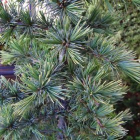   Cedrus deodara 'BUSHES ELECTRA' - Ezüstöskék himalájai cédrus