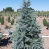 Cedrus deodara 'BUSHES ELECTRA' - Ezüstöskék himalájai cédrus