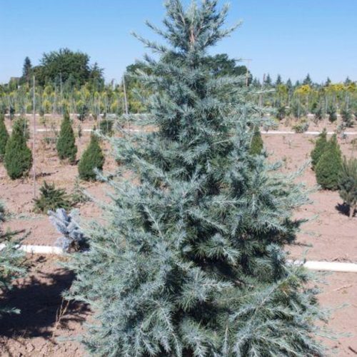 Cedrus deodara 'BUSHES ELECTRA' - Ezüstöskék himalájai cédrus