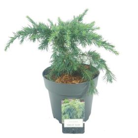   Cedrus deodara 'FEELIN  BLUE' - Kék terülő himalájai cédrus