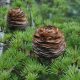 Cedrus libani  - Libanoni Cédrus