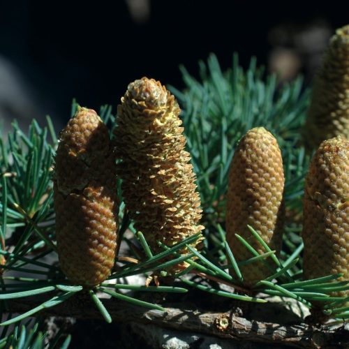 Cedrus libani 'STENOCOMA' - Libanoni cédrus