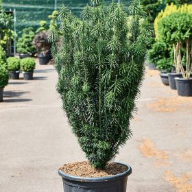   Cephalotaxus harringtonii 'FASTIGIATA' - Oszlopos áltiszafa