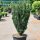 Cephalotaxus harringtonii 'FASTIGIATA' - Oszlopos áltiszafa