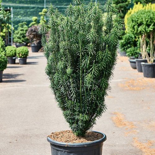 Cephalotaxus harringtonii 'FASTIGIATA' - Oszlopos áltiszafa