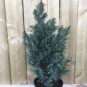   Chamaecyparis lawsoniana 'CHILWORTH SILVER' - Oregoni hamisciprus