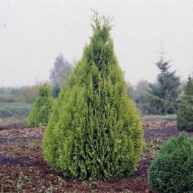  Chamaecyparis lawsoniana 'DRUMMONDII' - Oregoni hamisciprus