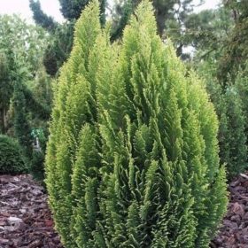   Chamaecyparis lawsoniana 'ELLWOOD'S EMPIRE' -  Oregoni hamisciprus