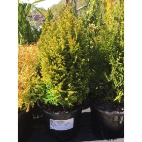   Chamaecyparis lawsoniana 'ELLWOOD'S GOLD' -  Arany oregoni hamisciprus