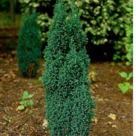   Chamaecyparis lawsoniana 'ELLWOOD'S PILLAR' - Törpe arany hamisciprus
