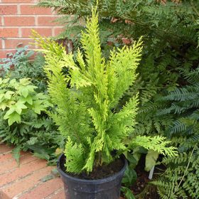   Chamaecyparis lawsoniana 'IVONNE' - Arany oregoni hamisciprus