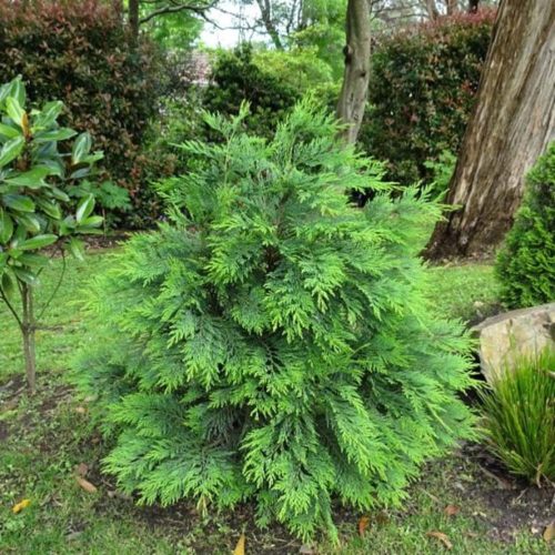 Chamaecyparis lawsoniana 'NIDIFORMIS' - Oregoni hamisciprus