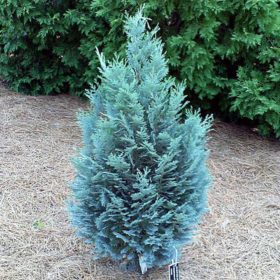   Chamaecyparis lawsoniana 'PELT'S BLUE' - Kék hamisciprus