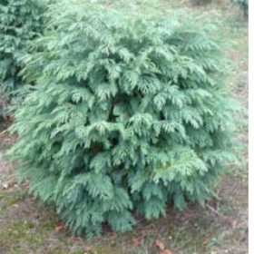   Chamaecyparis lawsoniana 'SILVER GLOBUS' - Kék gömb oregoni hamisciprus