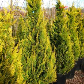   Chamaecyparis lawsoniana 'STARDUST' - Arany oregoni hamisciprus