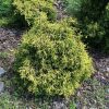 Chamaecyparis obtusa 'GITTE' - Hinoki álciprus, japán hamisciprus