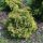 Chamaecyparis obtusa 'GITTE' - Hinoki álciprus, japán hamisciprus
