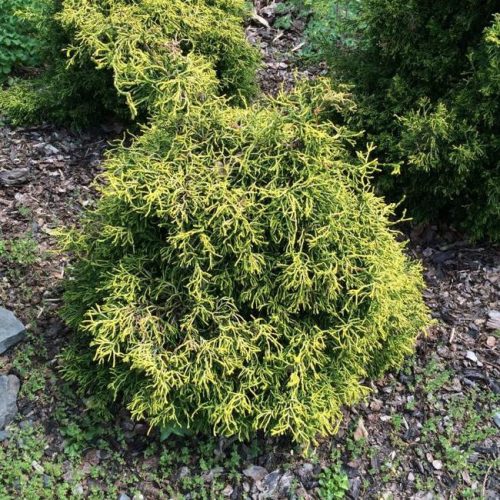 Chamaecyparis obtusa 'GITTE' - Hinoki álciprus, japán hamisciprus