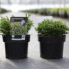Chamaecyparis obtusa 'GITTE' - Hinoki álciprus, japán hamisciprus