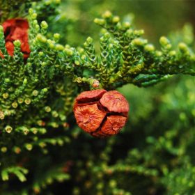  Chamaecyparis obtusa 'NANA GRACILIS' - Törpe kagylóciprus