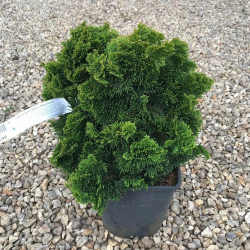 Chamaecyparis obtusa 'NANA GRACILIS' - Törpe kagylóciprus