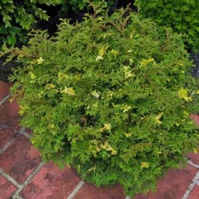   Chamaecyparis obtusa 'SPARKLES' -  Hinoki álciprus, japán hamisciprus