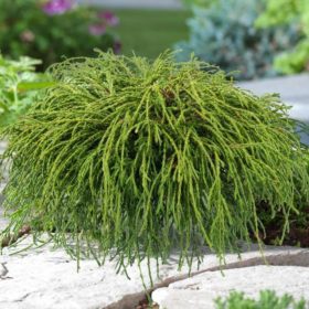   Chamaecyparis pisifera 'FILIFERA NANA' - Törpe szavára hamisciprus