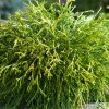 Chamaecyparis pisifera 'SUNGOLD' - Aranyszínű, szavára hamisciprus