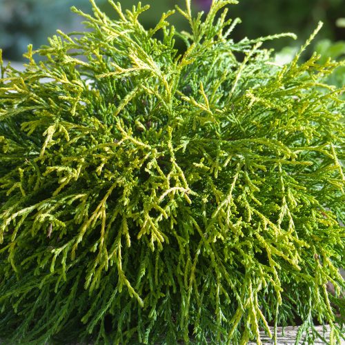 Chamaecyparis pisifera 'SUNGOLD' - Aranyszínű, szavára hamisciprus