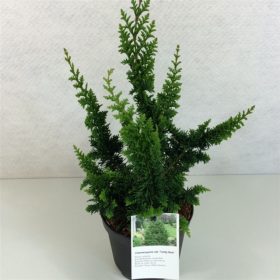   Chamaecyparis pisifera 'TEDDY BEAR' -  Hinoki hamisciprus