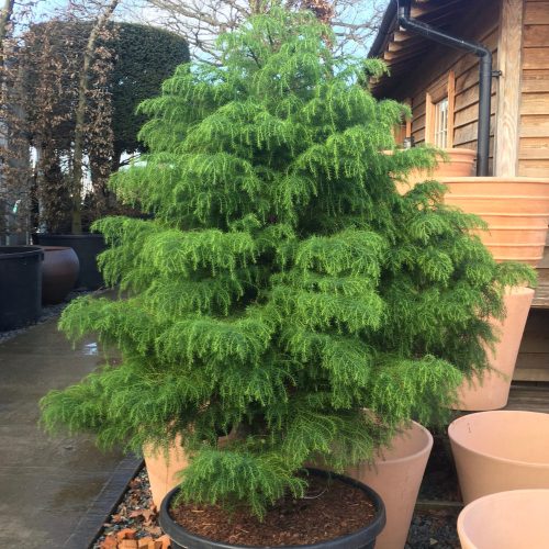 Cryptomeria japonica 'ELEGANS VIRIDIS' - Japánciprus