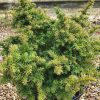 Cryptomeria japonica 'VILMORINIANA' - Japán ciprus (szugifenyő)