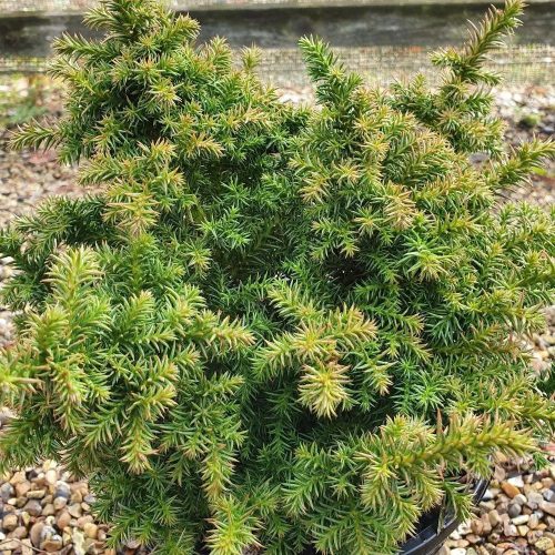 Cryptomeria japonica 'VILMORINIANA' - Japán ciprus (szugifenyő)