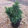 Cryptomeria japonica 'YOKOHAMA' -  Japánciprus