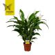 Spathiphyllum Concorde - Vitorlavirág