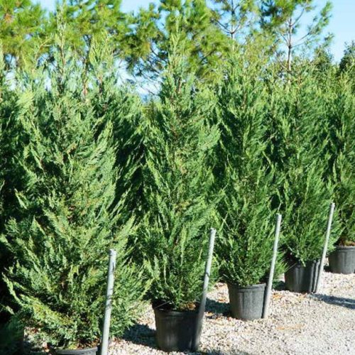 Cupressocyparis 'leylandii' - Leyland-ciprus