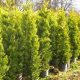 Cupressocyparis leylandii 'GOLD RIDER' - Aranylombú Leyland-ciprus
