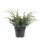 Juniperus chinensis 'BLUE ALPS' - Kínai boróka