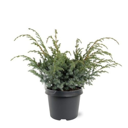 Juniperus chinensis 'BLUE ALPS' - Kínai boróka