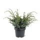 Juniperus chinensis 'BLUE ALPS' - Kínai boróka