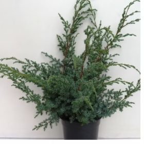 Juniperus chinensis 'BLUE ALPS' - Kínai boróka