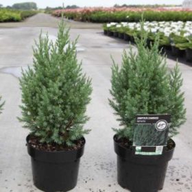   Juniperus chinensis 'ECHINIFORMIS' - Kínai boróka
