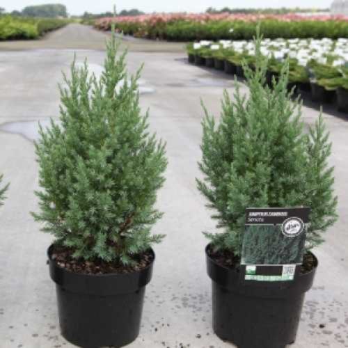 Juniperus chinensis 'ECHINIFORMIS' - Kínai boróka