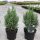Juniperus chinensis 'ECHINIFORMIS' - Kínai boróka