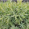 Juniperus chinensis 'ECHINIFORMIS' - Kínai boróka