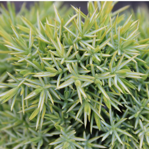 Juniperus chinensis 'ECHINIFORMIS' - Kínai boróka